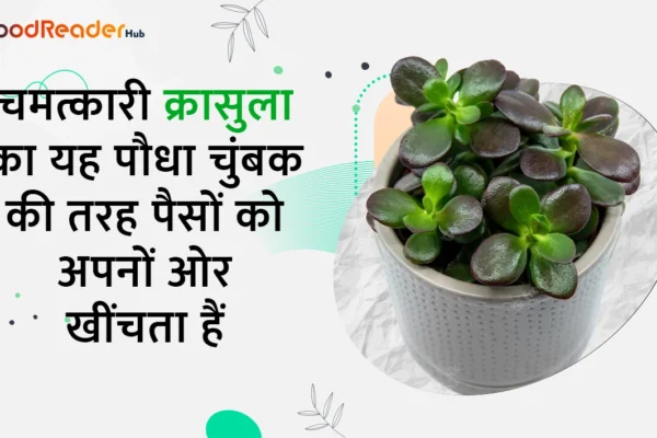 Crassula Plant