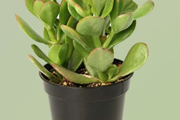 Crassula Plant
