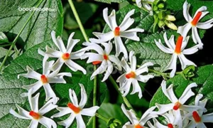 harsingar plant