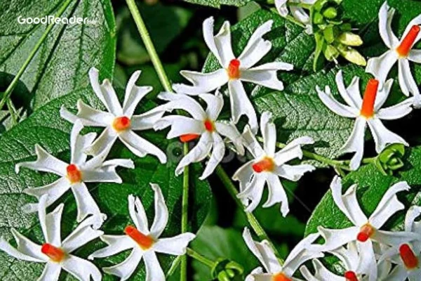 harsingar plant