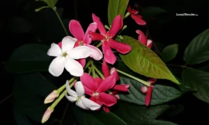 madhumalti-bel