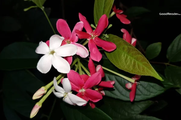 madhumalti-bel
