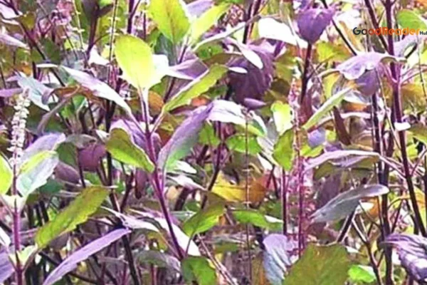 tulsi vastu