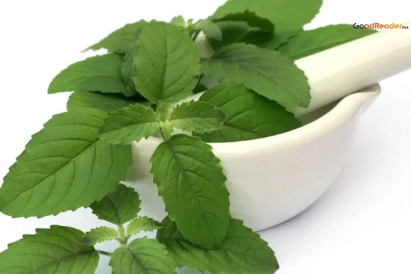Tulsi Ke Fayde